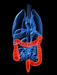 The gut: How it works