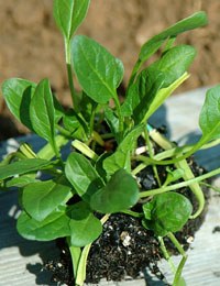 Edible garden: Spinach