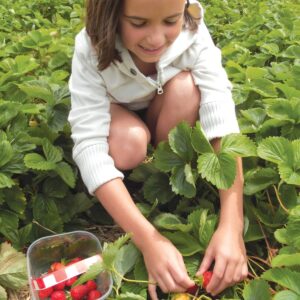 Gardening diary: Early winter