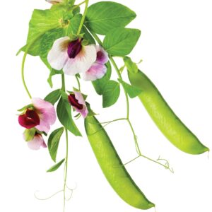 Gardening diary: Late spring