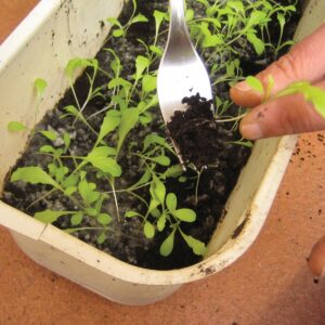 Gardening diary: Mid-spring