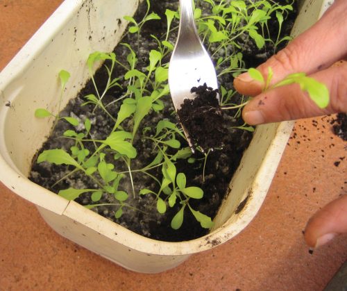 Gardening diary: Mid-spring