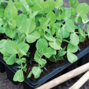 Gardening diary: Late winter