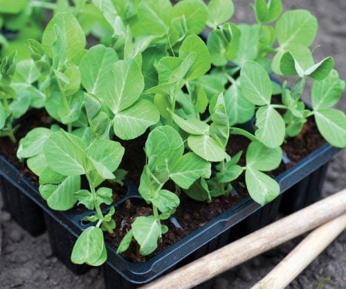 Gardening diary: Late winter