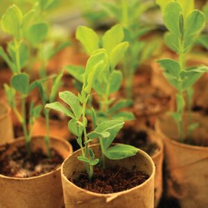 Gardening diary: Early spring