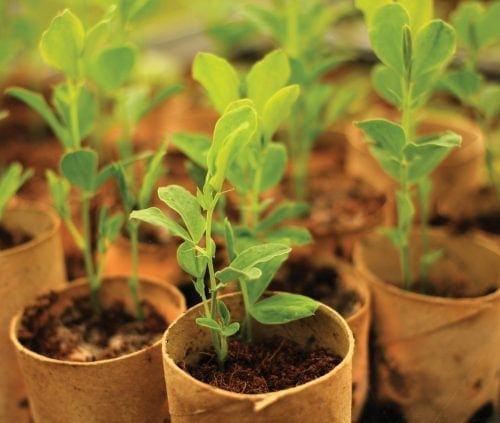 Gardening diary: Early spring