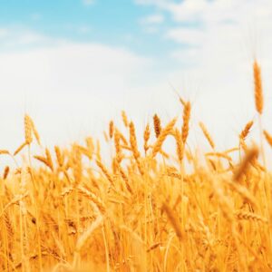 Guide to the new grains