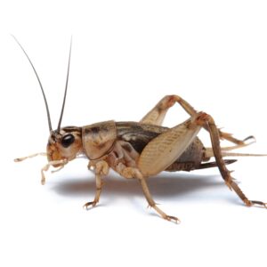 Howzat? Crickets are good for your gut