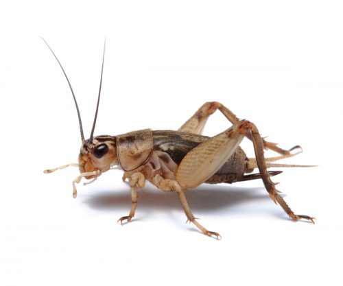 Howzat? Crickets are good for your gut