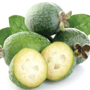 In season late autumn: Feijoas
