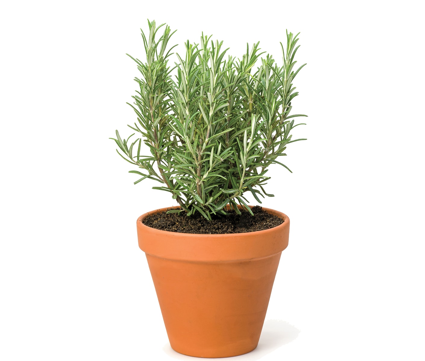 In season mid-winter: Rosemary, spinach - Healthy Food Guide