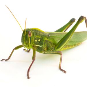 Bugs for a boost