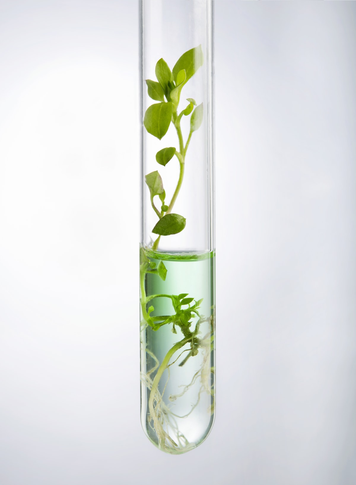 Gm Ingredients Ask the experts: GM ingredients - Healthy Food Guide