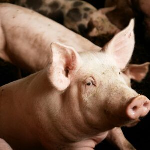 Ask the experts: Imported pork