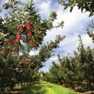 Ask the experts: Pesticides