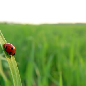 Beat those bugs