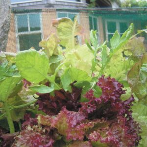 Edible garden: Salad greens