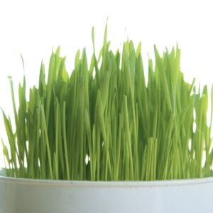 Fact or fiction: Wheatgrass