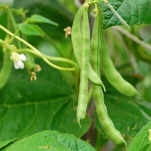 Gardening diary: Mid-summer
