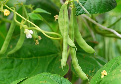 Gardening diary: Mid-summer