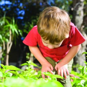 Gardening diary: Early summer