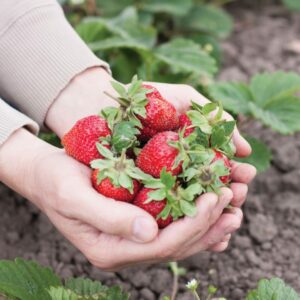 Gardening diary: Late summer