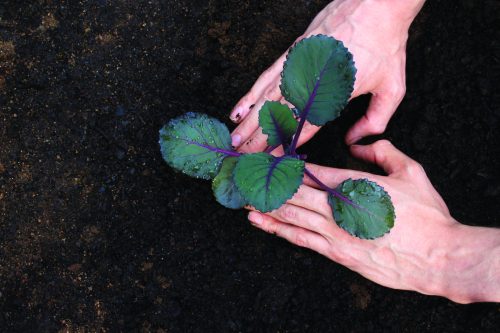 Gardening diary: Early autumn/fall