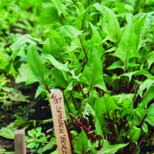 Gardening diary: Late autumn/fall
