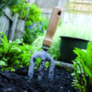 Gardening diary: Late spring
