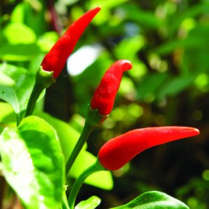 Gardening diary Mid-spring