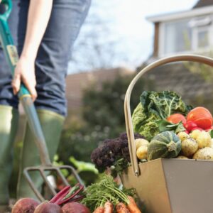 Gardening diary: Mid-spring