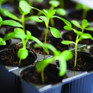 Gardening diary: Early spring
