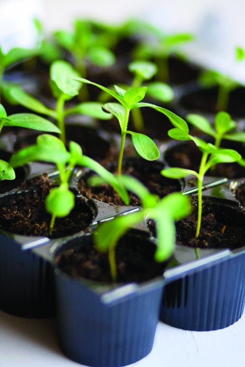 Gardening diary: Early spring