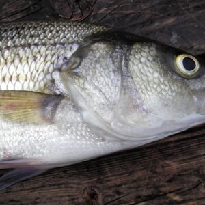 Get your omega-3 from fish