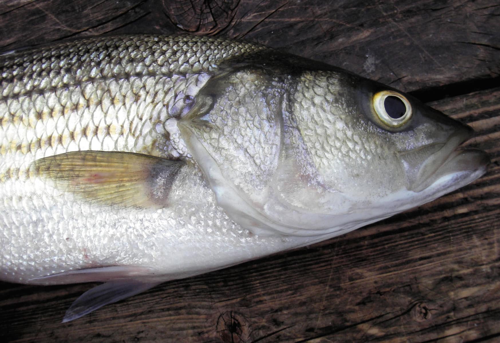 Get your omega3 from fish Healthy Food Guide