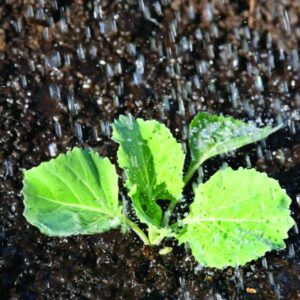 Grow your own cabbages
