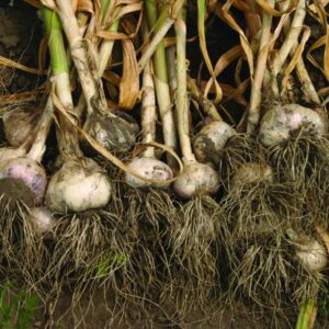 Grow your own garlic