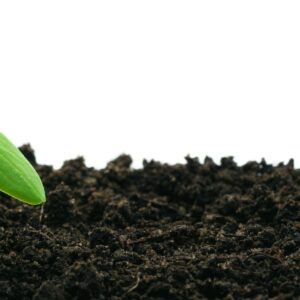 Growing your own veges