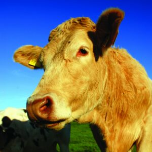 Guide to beef
