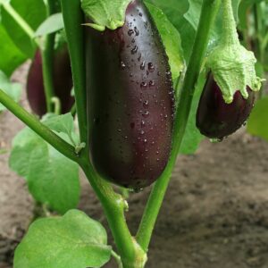 How to grow eggplants