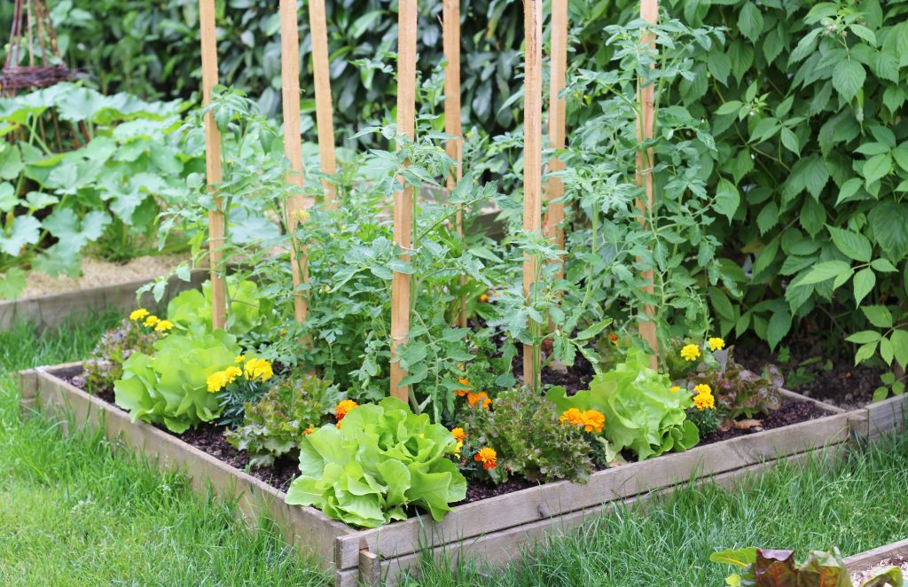 How to start a vege garden Healthy Food Guide