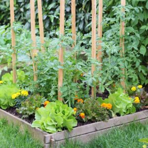 How to start a vege garden