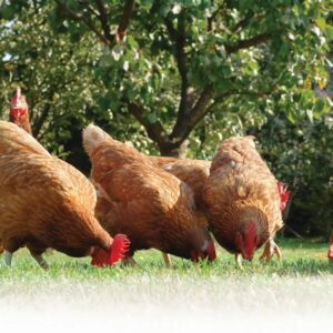 How do they raise chickens?