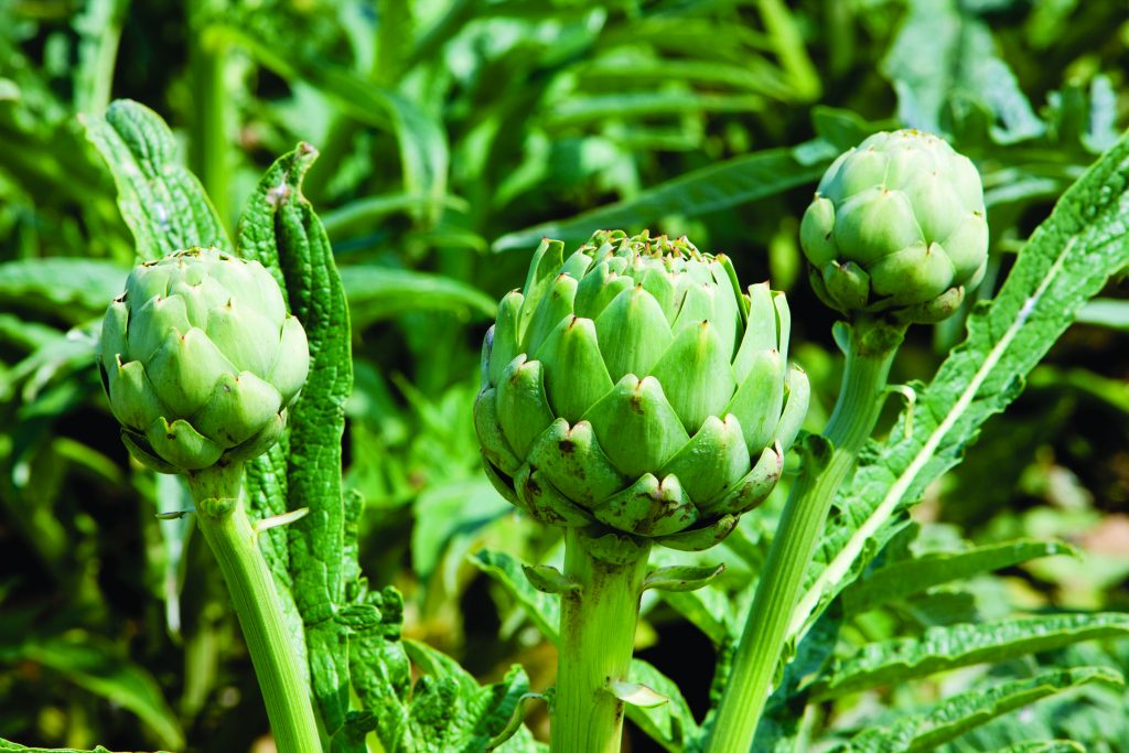 How to grow globe artichokes Healthy Food Guide