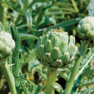 How to grow globe artichokes