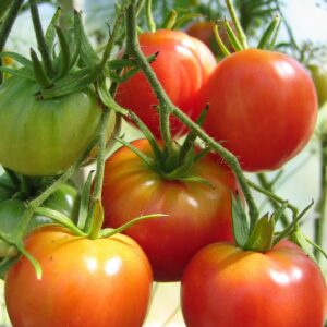 How to grow your own tomatoes