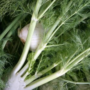 In season early winter: Fennel