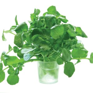 In season late autumn: Watercress, passionfruit