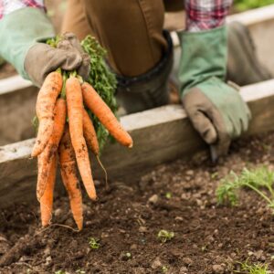 In the garden: Carrot gold