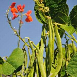In the garden: Green beans